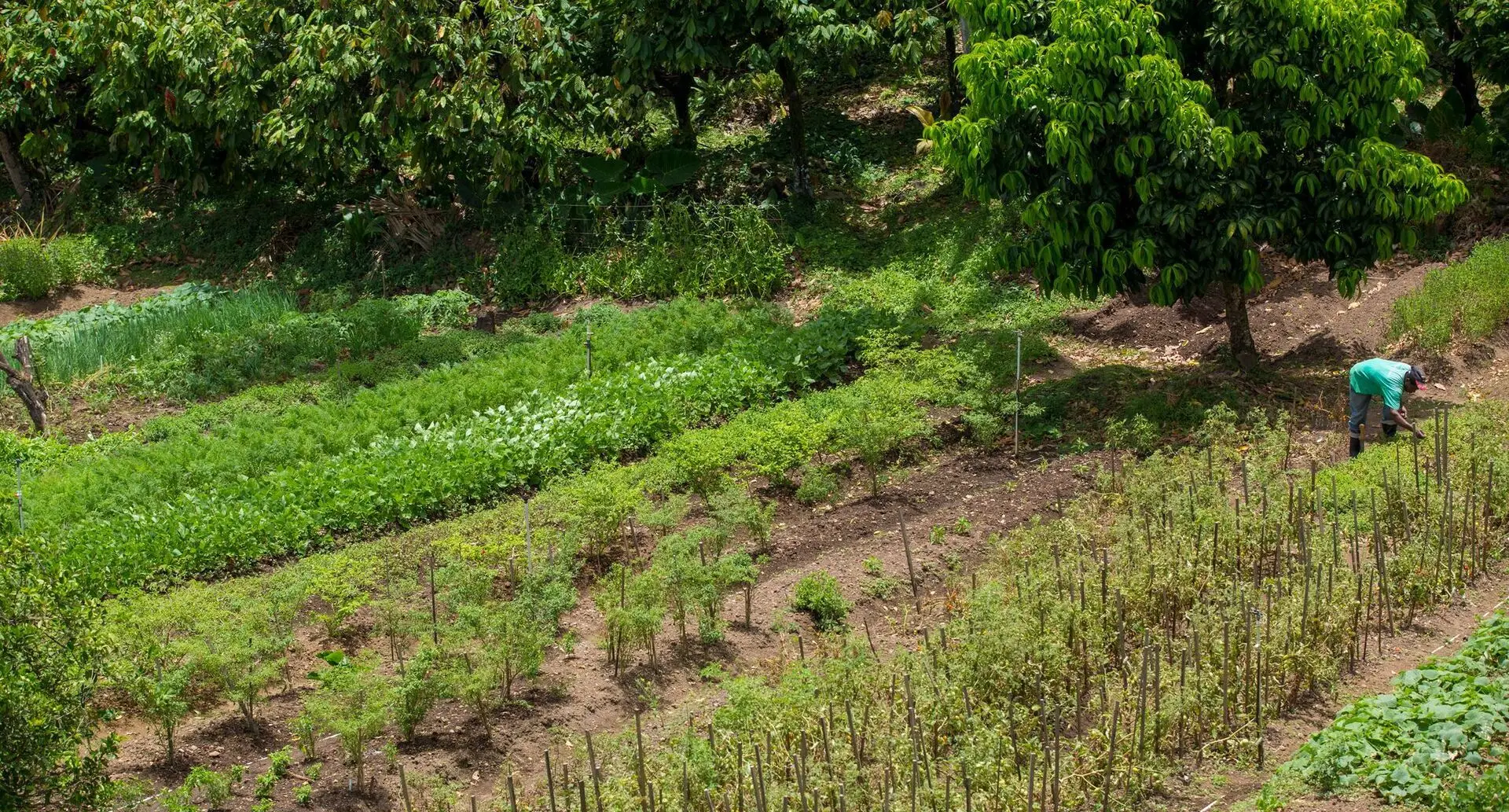 St. Lucia Rural Farm-to-Table Tastings | Saint Lucia Tourism Authority